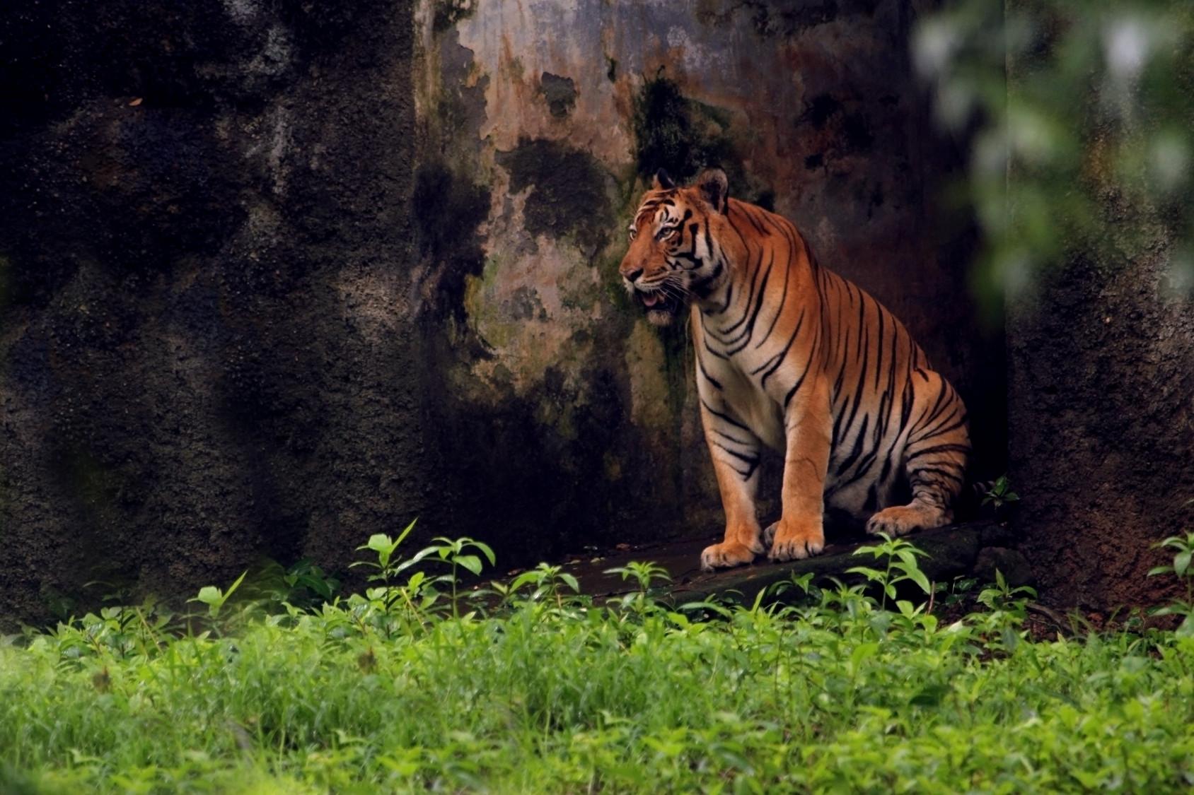 Ranthambore National Park, Rajasthan, India