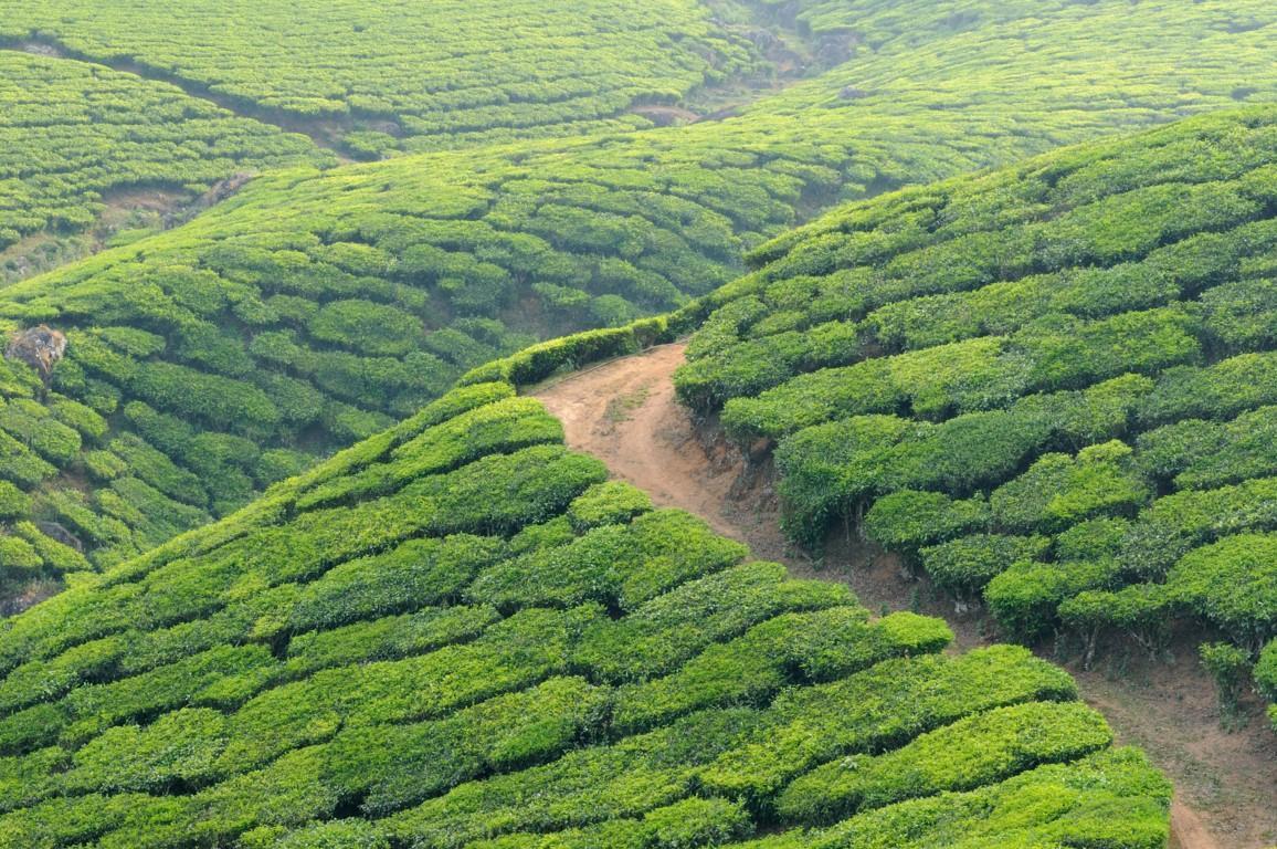 Thekkady, Kerala, India
